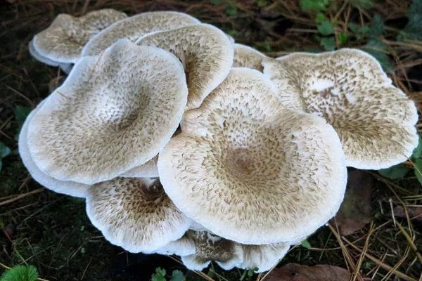 Kaplan testere yaprağı