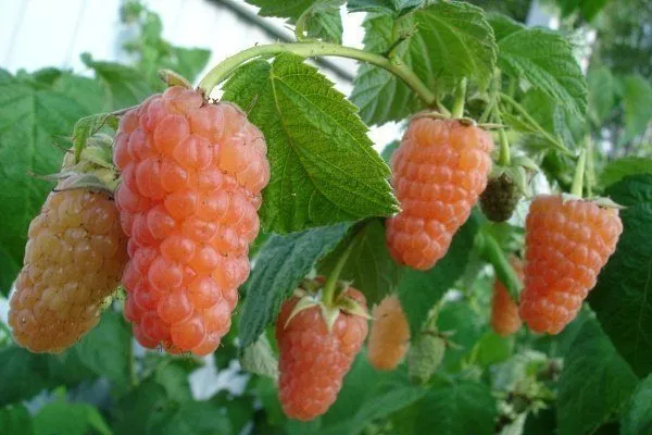 Ahududu Portakal Mucizesi