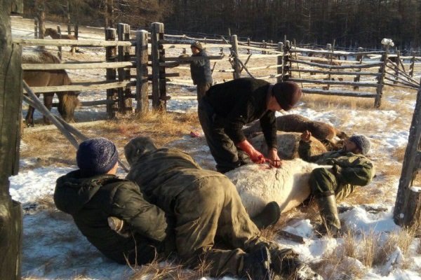 Bir atın kesime hazırlanması