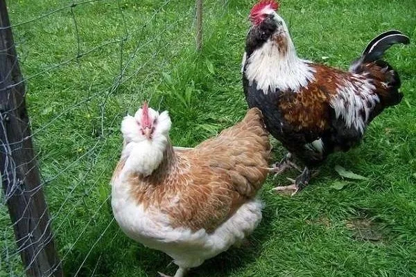 Faverolles tavukları