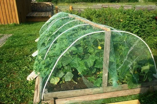 Bir serada salatalıklar