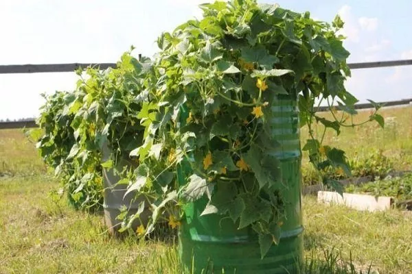 Cetrioli in un barile