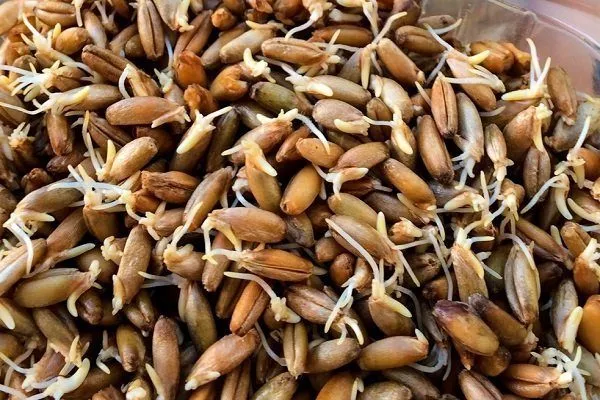 Yulaf tanelerinin filizlenmesi