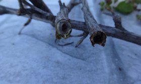 Le ver de verre a attaqué les groseilliers.