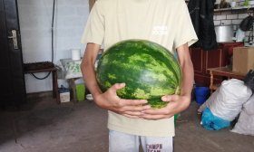 Un fils tient une pastèque