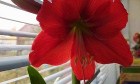 Hippeastrum çiçek açar
