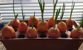 Penceredeki soğanlar