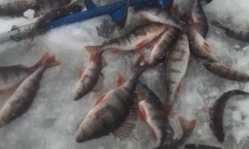 Beaucoup de poissons