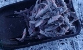 Une auge avec des poissons