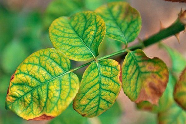 Magnezyum ve manganez eksikliği