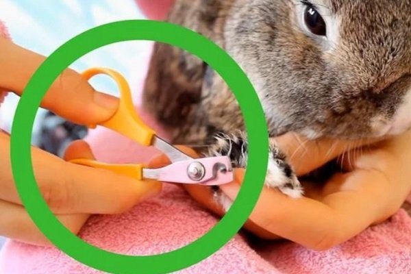 Bir tavşanın pençelerinin kesilmesi