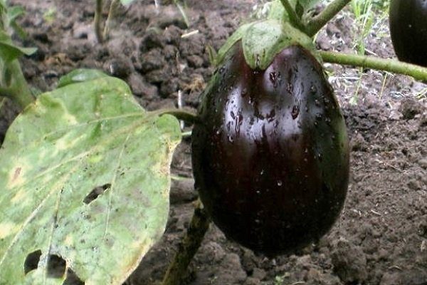 Tütün ve salatalık mozaiği