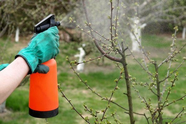 Elma ağaçlarına ilaçlama