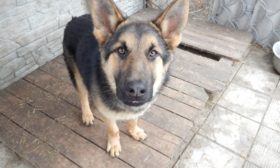 Alman çoban köpeği