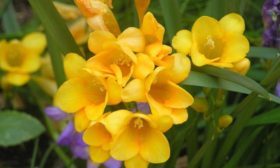 Freesia