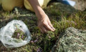 Collection d'herbes médicinales
