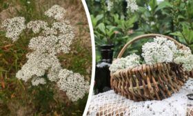 L'achillée millefeuille dans le jardin