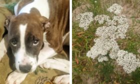 Köpeklerde solucan tedavisi için otlar