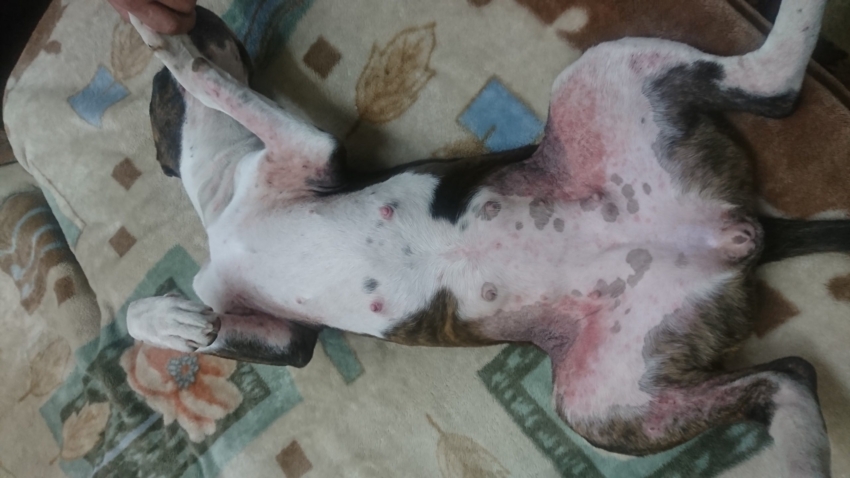 Bir Amstaff'ın karnında ve patilerinde alerjiler