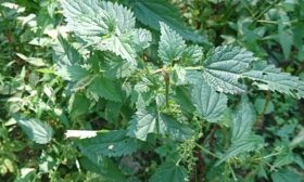 Isırgan otu preparatları