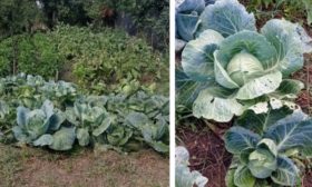 Culture de variétés tardives de chou