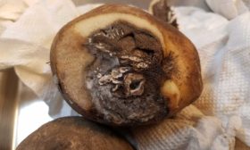 Yumru hastalıkları