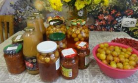 Kış için sarı erik hazırlıkları