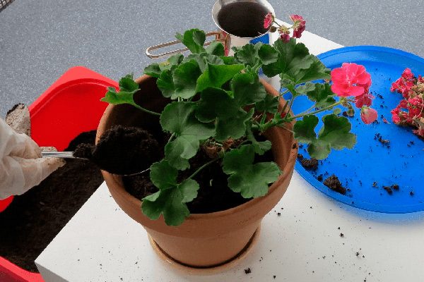 Pelargonium'un saksı değişimi