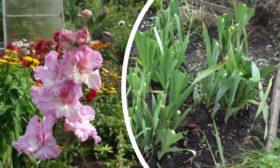 Que faire lorsque les glaïeuls ont fini de fleurir ?