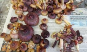 Conservation des bulbes de glaïeuls