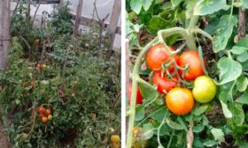 Tomates Volgogradets sous serre