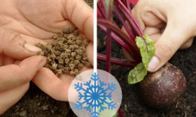Semer les betteraves avant l'hiver