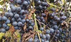 Isabella in crescita