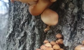 Kış bal mantarları