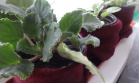 Des violettes sur le rebord de la fenêtre en hiver