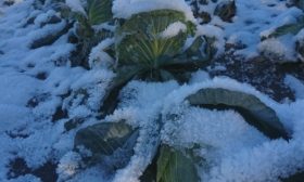 Nous n'avons pas eu le temps de récolter les cultures.