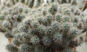 Mammillaria
