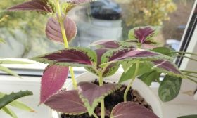 Coleus domesticus