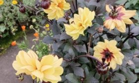 dahlias à feuilles sombres