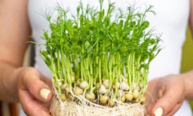 Filizlenmiş bezelye