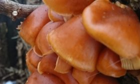 Kış bal mantarları