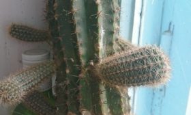 Le cactus est en train de mourir