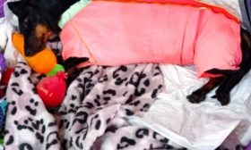 Kısırlaştırma sonrası köpek