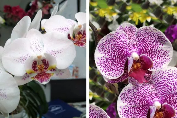 Phalaenopsis Pandora
