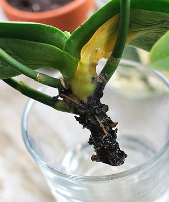 Orchidée sans racines