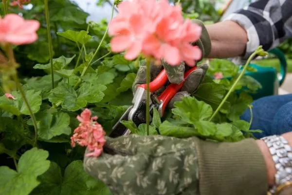 Pelargonium bakımı