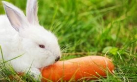 Tavşanlar için havuçlar