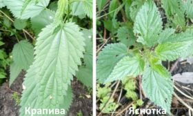 ortie et lamier mort