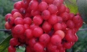 Bacche di sambuco rosso