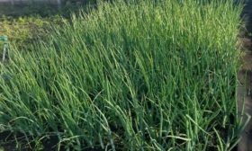 Soğan yeşillikleri